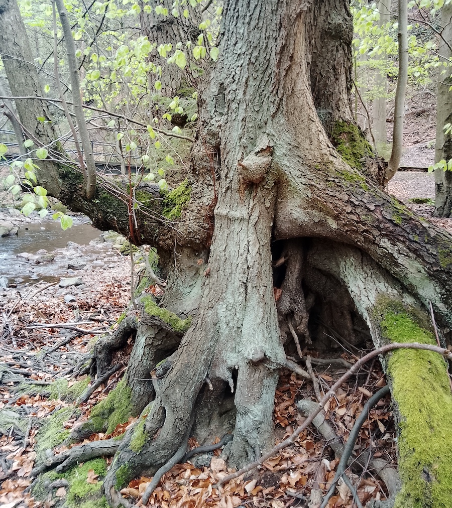 Märchenwanderung Brocken
